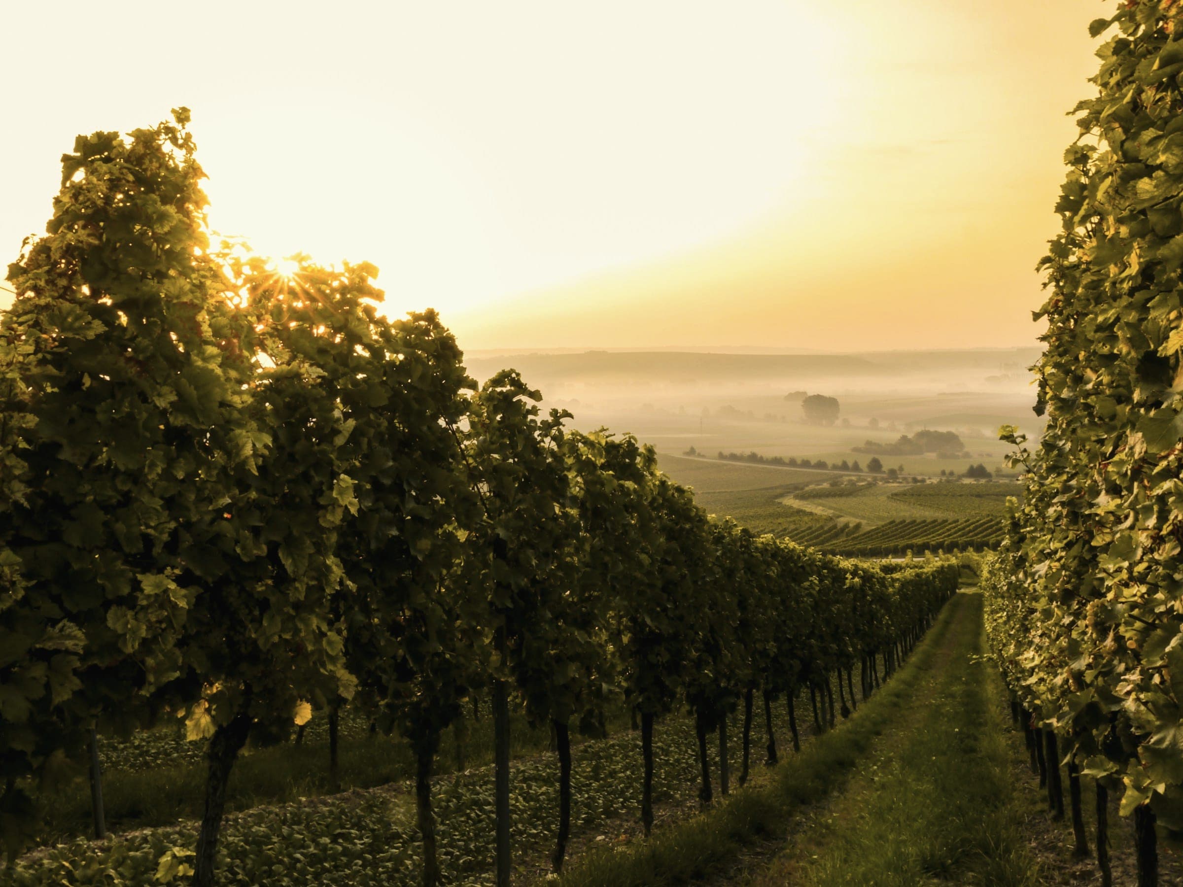 Vineyard rows at golden hour