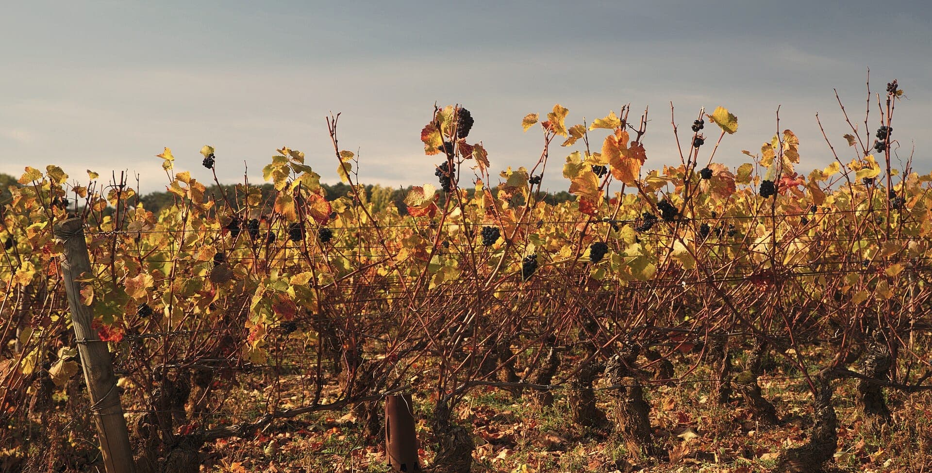 Vines in autumn colour
